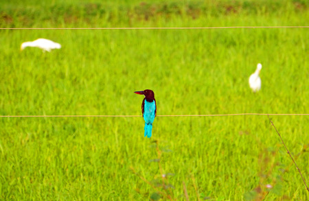 Blue Kingfisherの写真素材