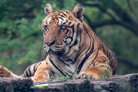 Siberian Tiger, Panthera tigris altaicaの写真素材