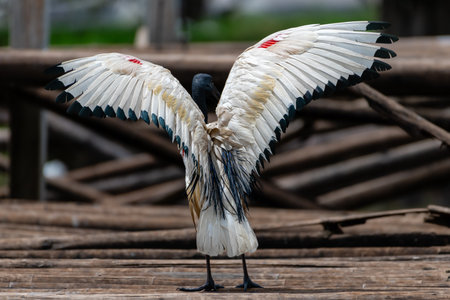 The white-headed ibis (Ardea cinerea)