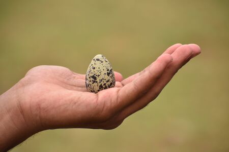 An Egg On A Hand