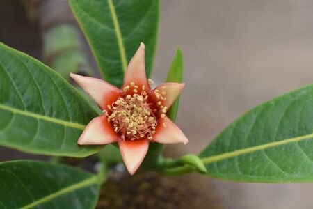 Pomegranate Flower With Green Leavesの写真素材