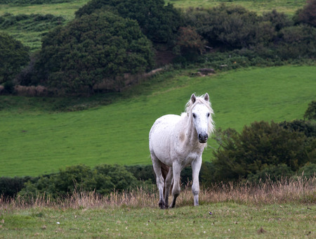 white pony in Dartmoorの写真素材