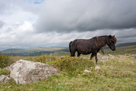 Dartmoor pony and big rockの写真素材