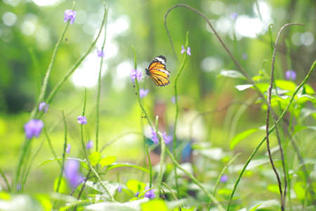 A Beautiful Butterfly in a garden of purple flowers in a selective focus and blur background stock photoの写真素材