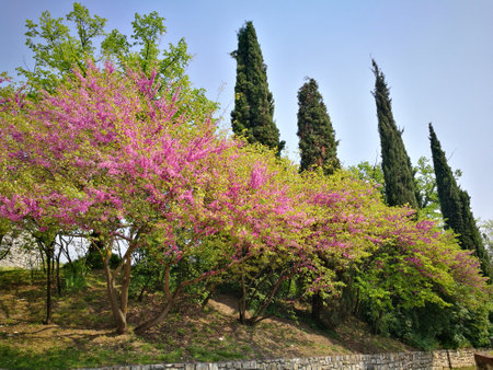 Cherry blossoms in the garden. Spring landscape. Tuscany, Italyの写真素材