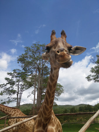 Giraffe with blue sky and white clouds.の写真素材