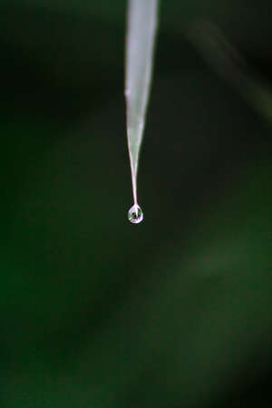a dew droplet on a leafの写真素材