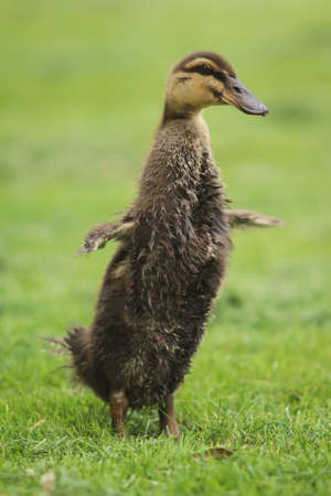 photo of a rouen duckling shaking of waterの写真素材