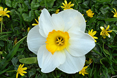 Daffodil with small yellow flowersの写真素材