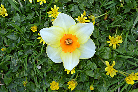 Daffodil with flower sprayの写真素材