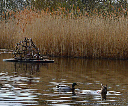 Ducks in a lakeの写真素材