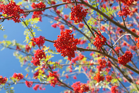 Bright autumn berries against the blue skyの写真素材