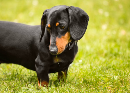 Dog a dachshund against the background of a green lawnの写真素材