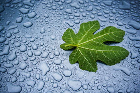 fig leaf on water dropsの写真素材