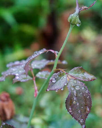 rose leave with water drop after raining dayの写真素材