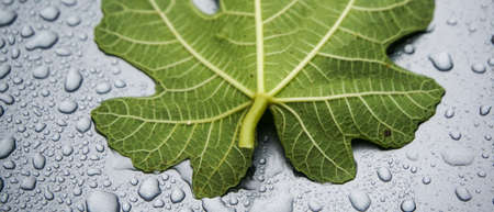 Fig leaf on water drops backgroundの写真素材