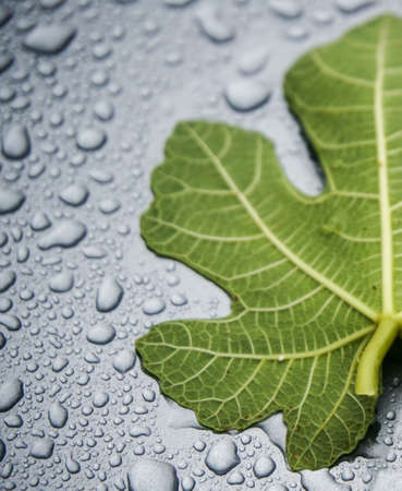 Fig leaf on water drops background