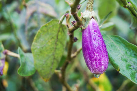 eggplant with water drops after rainの写真素材