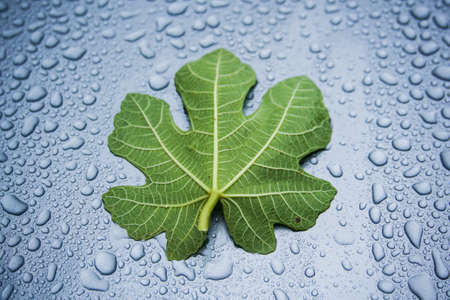 Fig leaf on water drops backgroundの写真素材