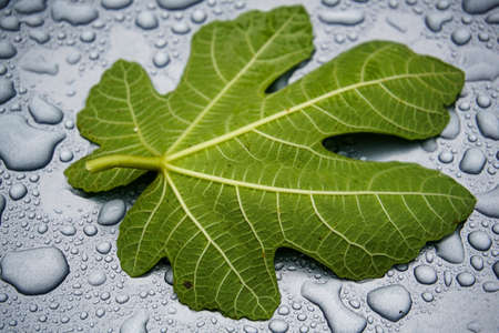 Fig leaf on water drops backgroundの写真素材
