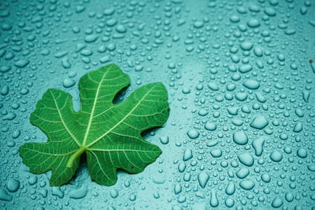 Fig leaf on water drops backgroundの写真素材