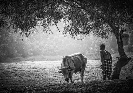 close up of a local cow's at farmer village near a paddy field in Kelantan Malaysia.の写真素材