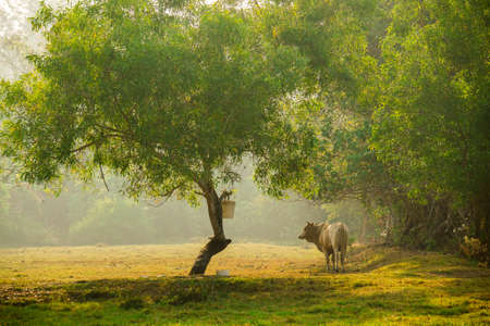 close up of a local cow's at farmer village near a paddy field in Kelantan Malaysia.の写真素材