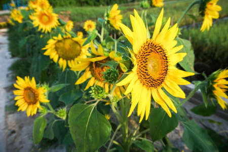 sunflower in a field of sunflowers under a blue skyの写真素材