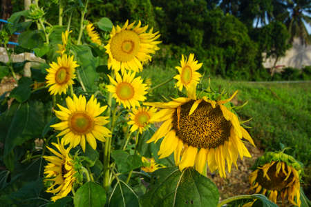 sunflower in a field of sunflowers under a blue skyの写真素材