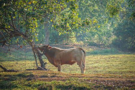 close up of a local cow's at farmer village near a paddy field in Kelantan Malaysia.の写真素材