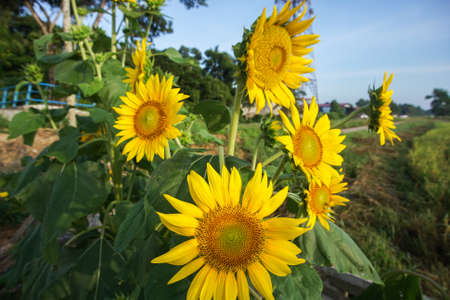 sunflower in a field of sunflowers under a blue skyの写真素材