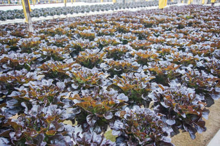 Full Frame Shot Of Vegetablesの写真素材