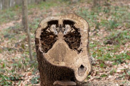Old stump in the forest. Concept of cutting down trees, deforestation, disease, air pollution, lungs...