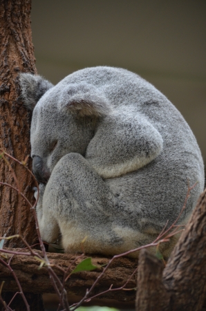 Side profile full body shot of a sleeping Australian Koalaの写真素材