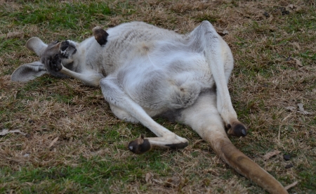 Full body shot of an Australian Grey Kangaroo sleeping