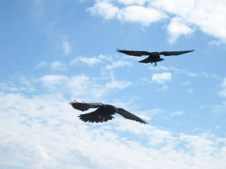 Black bird flying with a yellow beakの写真素材