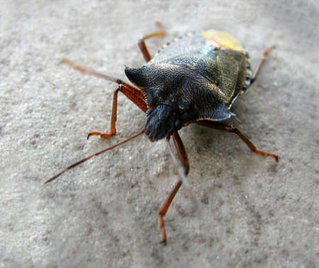 A detailed black brown bug with antennae