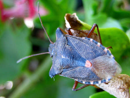 A detailed blue bug with antennae