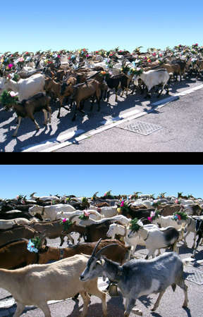 A goat herd walking along the street in summerの写真素材