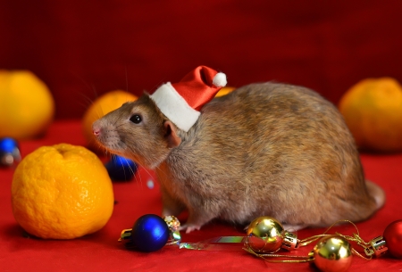 A rat is a gnomeの写真素材