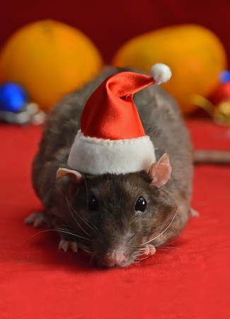 A rat is a gnomeの写真素材