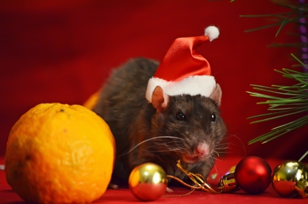 A rat is a gnomeの写真素材