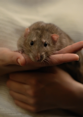 Rat on hands for a girl の写真素材
