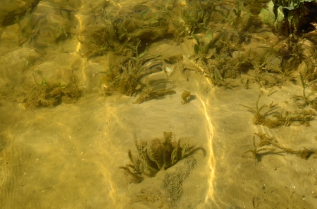 Sun specks of light on the bottom of shallow reservoir 
