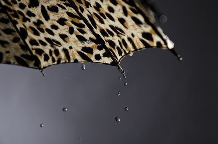 Umbrella is a protective tool from rain and other precipitation.の写真素材