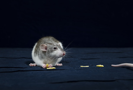 Decorative rat - cute pets.