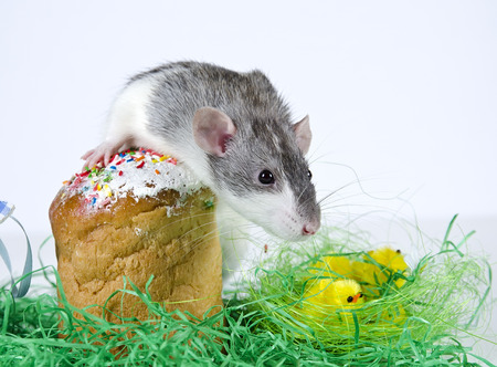 Cute little decorative rat near the Easter cake.の写真素材