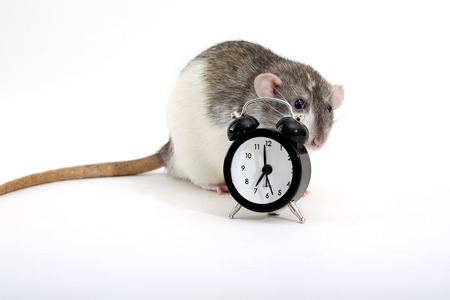 Portrait of decorative rat with alarm clock.の写真素材