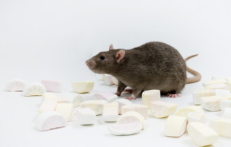 Decorative rat and marmalade. Fookh.の写真素材