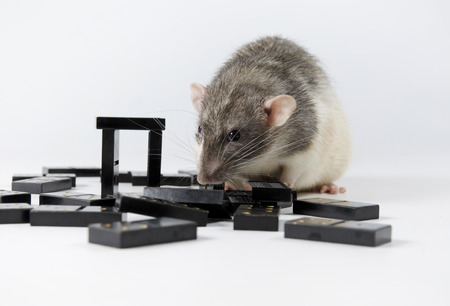 Intelligent and funny pets decorative rat play dominoes.の写真素材